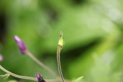 Aconitum sinomontanum
