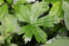 Aconitum sinomontanum