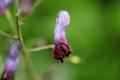 Aconitum sinomontanum