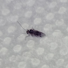 Teliapsocus