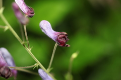 Aconitum sinomontanum