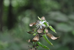 Beesia calthifolia