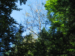 Fraxinus nigra