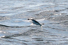 Cheilopogon