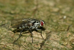 Eustalomyia