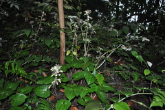 Beesia calthifolia