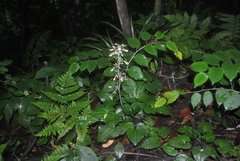 Beesia calthifolia
