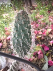 Opuntia senilis