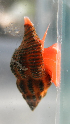 Representative image of Ocinebrina aciculata