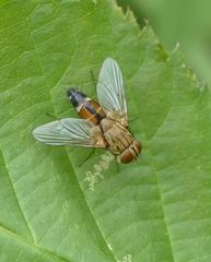 Halidaya aurea