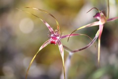 Caladenia decora