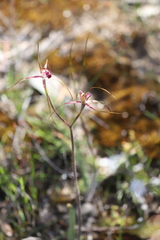 Caladenia decora