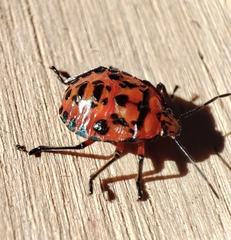 Brontocoris nigrolimbatus