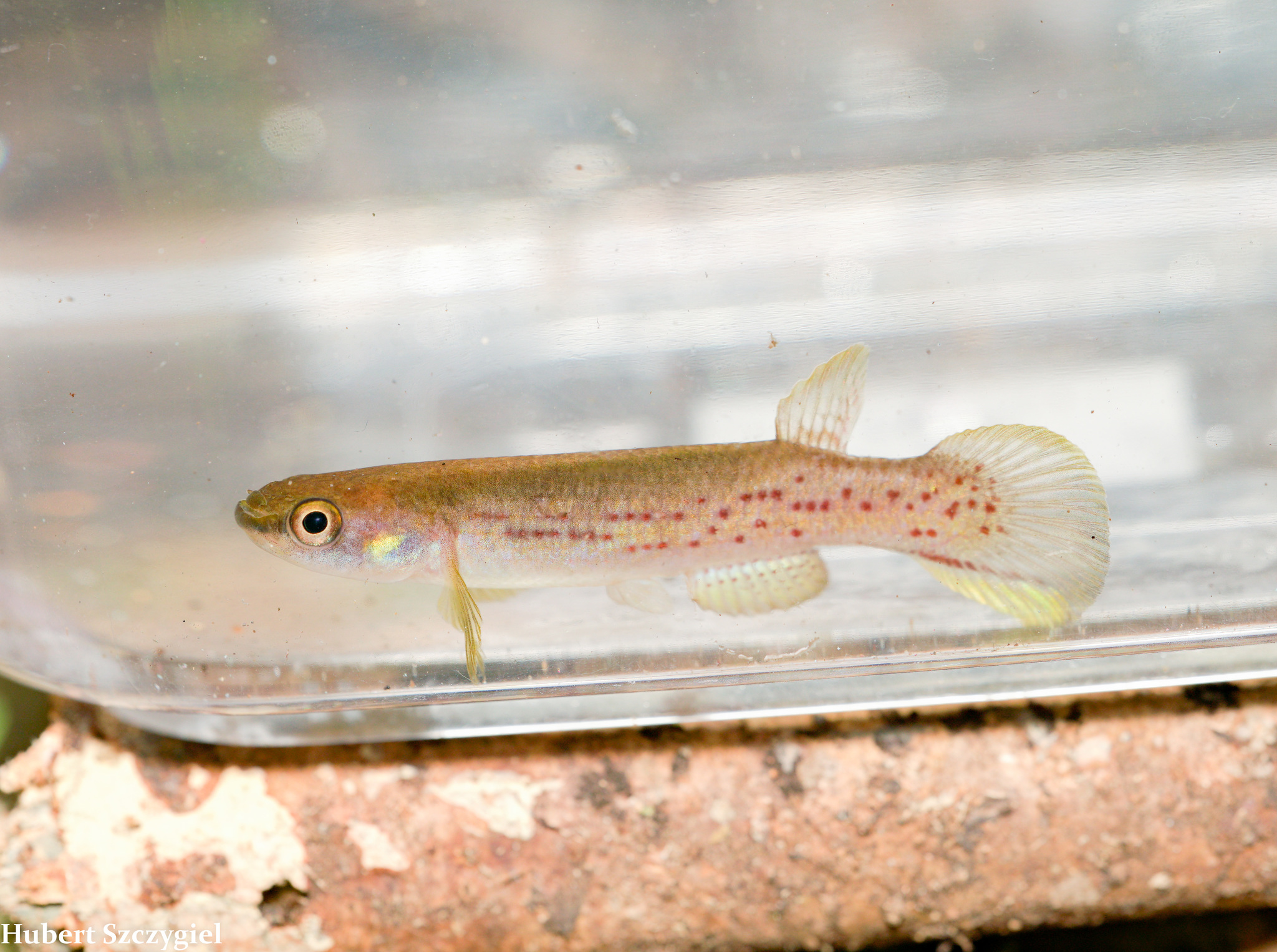 Cynodonichthys brunneus
