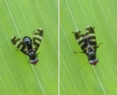 Herina frondescentiae