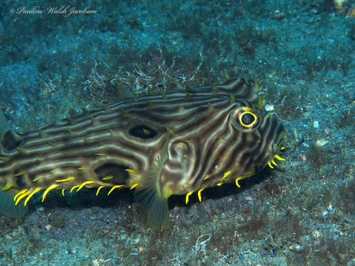 Striped Burrfish