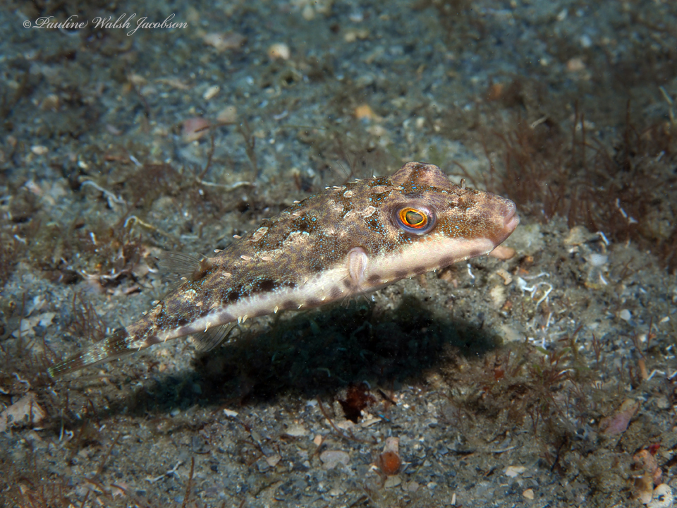 Bandtail Puffer from Riviera Beach, FL, USA on February 14, 2020 at 12: ...