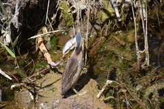 Ixobrychus minutus minutus