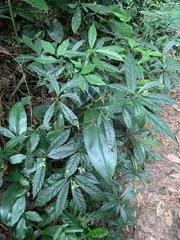 Caamembeca salicifolia
