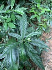 Caamembeca salicifolia