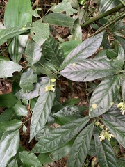Caamembeca salicifolia