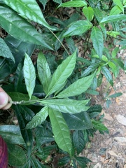 Caamembeca salicifolia