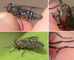 Hybomitra bimaculata