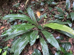 Anthurium sellowianum