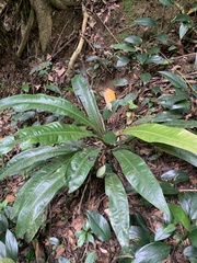 Anthurium sellowianum