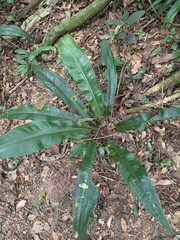 Anthurium sellowianum