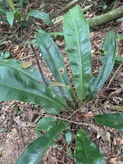 Anthurium sellowianum