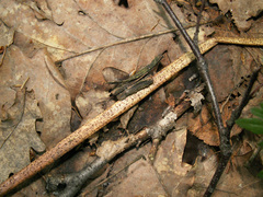 Trichopezizella nidulus