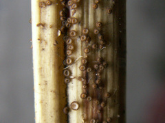 Trichopezizella nidulus