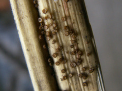 Trichopezizella nidulus