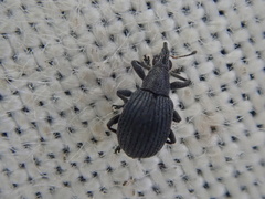 Oxystomatina