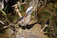 Ixobrychus minutus minutus