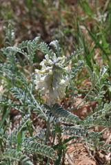 Sophora nuttalliana