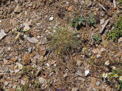 Festuca rivas-martinezii