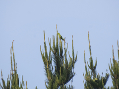 Enicognathus leptorhynchus
