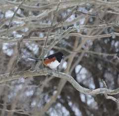 Pipilo erythrophthalmus