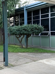 Juniperus procumbens