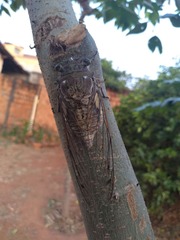 Quesada gigas