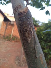 Quesada gigas
