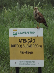 Buteogallus meridionalis
