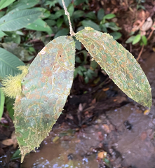 Schlegelia fastigiata