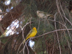 Sicalis flaveola