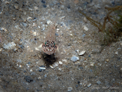 Coryphopterus glaucofraenum