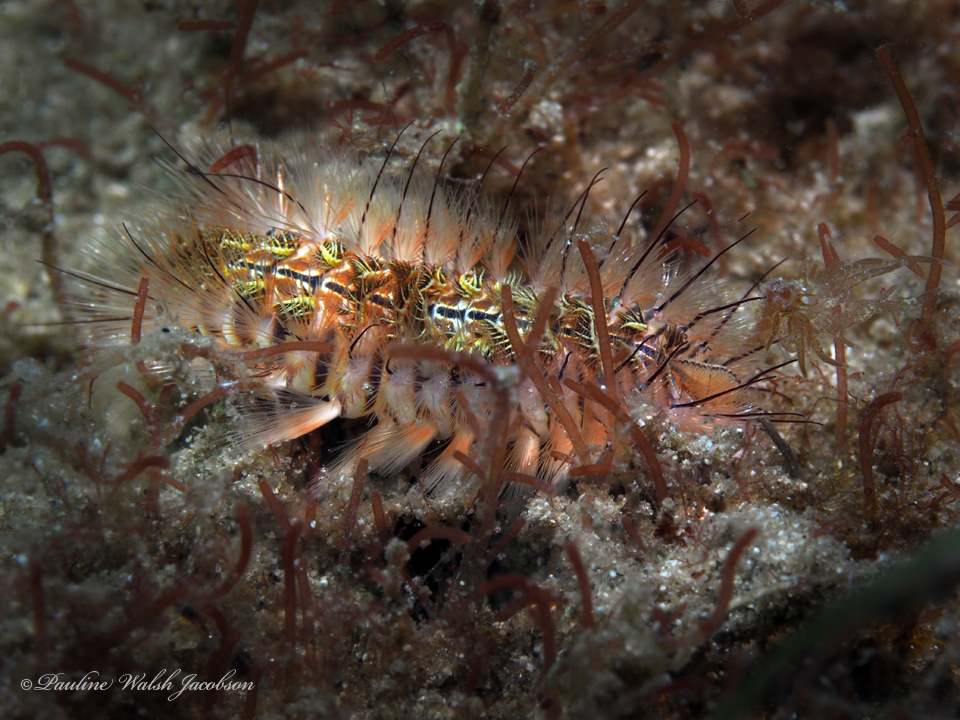 Chloeia euglochis