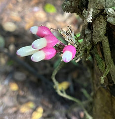 Schlegelia fastigiata