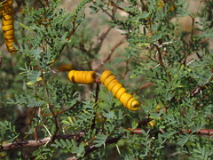 Prosopis strombulifera